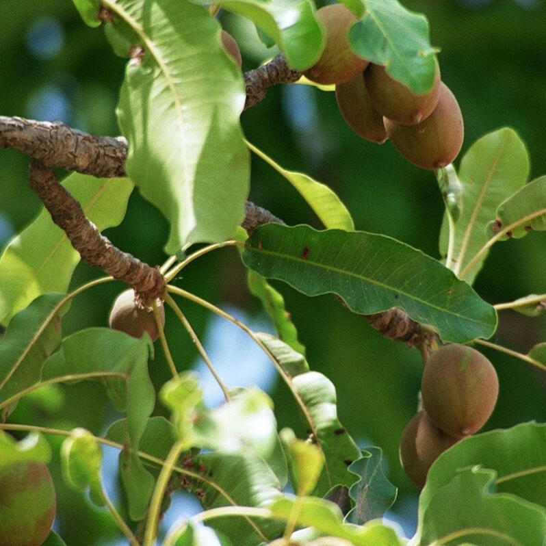 Shea tree