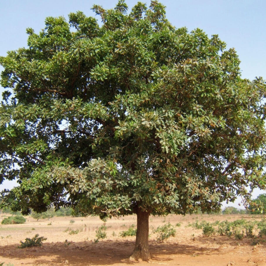 Shea Nut Tree